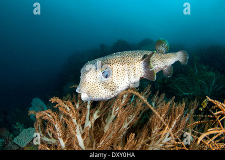 Avvistato Porcupinefish, Diodon hystrix, Raja Ampat, Papua occidentale, in Indonesia Foto Stock