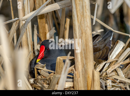 Moorhen femmina seduta sul suo nido fatto da canne Foto Stock