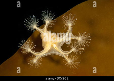 Sgambate medusa sulla Kelp, Lucernaria quadricornis, Mare Bianco, Carelia, Russia Foto Stock