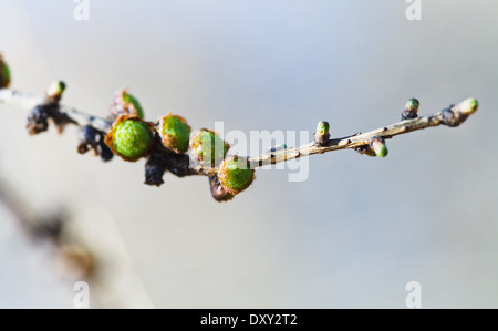 Coni verdi sul larice ramoscello vicino fino in primavera Foto Stock