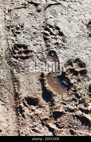 Animali e persone passi nel percorso sterrato sping in giorno Foto Stock