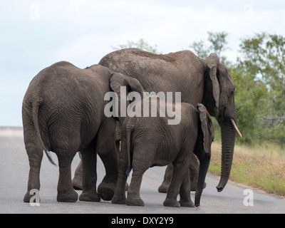 Gli elefanti attraversando la strada nazionale di Kruger wild Park South Africa vicino hoedspruit Foto Stock