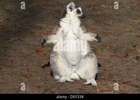 Lemure Ringtailed (Lemur catta) close-up mentre si prende il sole Foto Stock