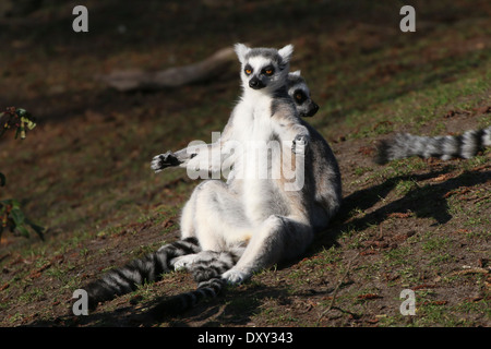 Anello lemure codato (Lemur catta) close-up mentre si prende il sole Foto Stock