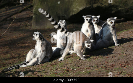 Gruppo di bagni di sole anello-tailed lemuri (Lemur catta) Foto Stock