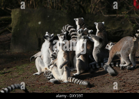 Grande gruppo di bagni di sole Ring tailed lemuri (Lemur catta) Foto Stock