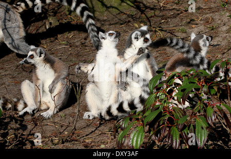 Gruppo di bagni di sole anello-tailed lemuri (Lemur catta) Foto Stock