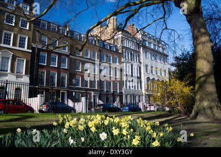 Lincoln' s Inn Fields Park e si piazza in primavera con i narcisi in primo piano e le case dietro a Londra England Regno Unito Foto Stock