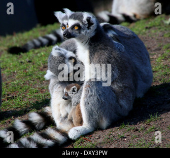 Gruppo anello di coda di lemuri (Lemur catta) in posa insieme con un bimbo piccolo Foto Stock