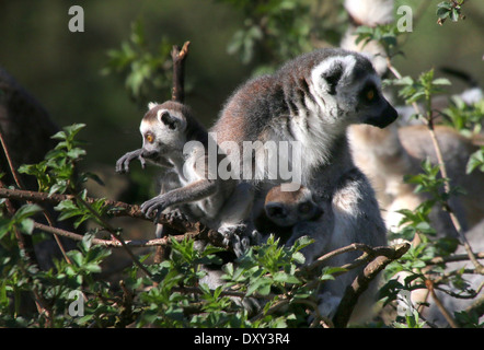 Lemure Ringtailed o Maki Catta (Lemur catta) in una struttura ad albero, madre con giocoso e intrepid youngster Foto Stock