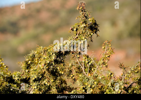 Bacche di ginepro su bush, Atlante, Marocco Foto Stock