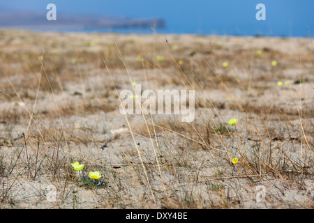 Fiori di colore giallo sul isola di Olkhon, Lago Baikal, Siberia, Russia Foto Stock