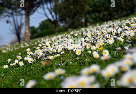 Vista di un bel fiore in primavera Foto Stock