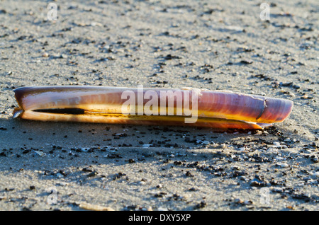 Sole che splende attraverso un Atlantic ribaltarsi clam. Foto Stock