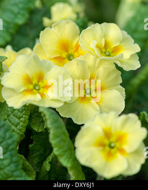 Un gruppo di giallo primrose fiori shot a distanza ravvicinata in Cumbria sole di primavera Foto Stock