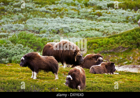 Una mandria di Muskoxen Foto Stock