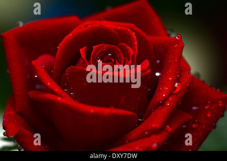 Rose isolato con acqua scende Foto Stock