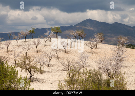 Mandorli in fiore su una piantagione con la Sierra de Los Filabres montagne dietro, Almeria, Andalusia Spagna Europa Foto Stock