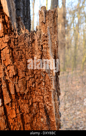 Legno vecchio albero Foto Stock