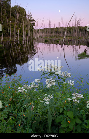 Un Full Moon Rising al tramonto su un lago palustre vicino a Bala in Muskoka, Ontario, Canada. Foto Stock