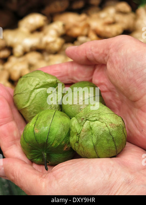 Tomatillos freschi Foto Stock