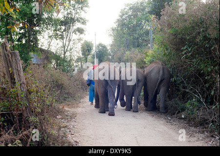 Tre giovani elefanti a piedi su per la collina di Huay Pakoot villaggio nel nord della Thailandia. Foto Stock