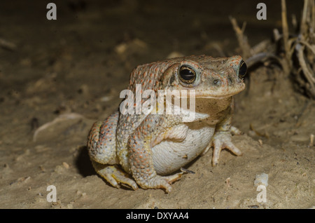 Red-spotted Toad, (Anaxyrus punctatus) Ojito deserto, Sandoval Co., New Mexico, negli Stati Uniti. Foto Stock