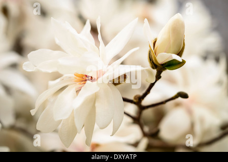 Magnolia X Kewensis 'Wada memoria dell' presso l'Università di Minnesota Landscape Arboretum. Foto Stock