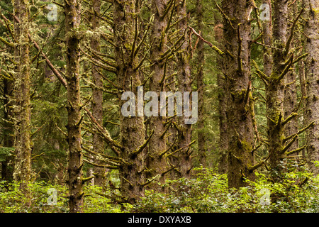 Sitka Spruce foresta a Capo dello Stato Meares punto panoramico. Foto Stock