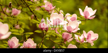 Fiori di Magnolia a Hoyt Arboretum a Portland, Oregon. Foto Stock