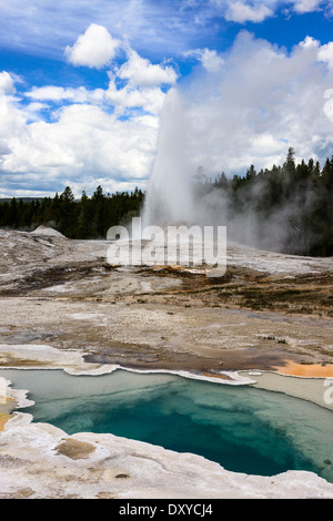 Molla di cuore a Yellowstone's Upper Geyser Basin con il Lion Geyser gruppo scoppierà in background. Foto Stock