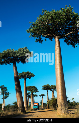 Viale dei baobab / Avenue du Baobab vicino a Morondava, Madagascar. Foto Stock