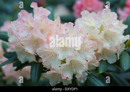 Rosa pallido rododendro Torcia d'oro fiori close up Foto Stock