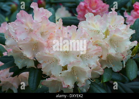 Rosa pallido rododendro Torcia d'oro fiori close up Foto Stock