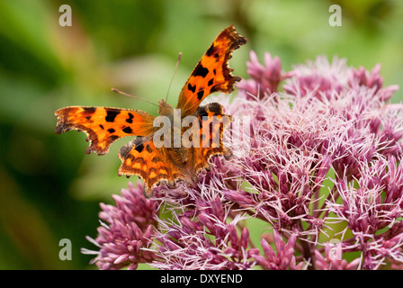 Polygonia c-album, virgola farfalla sulla Eupatorium maculatum Atropurpureum fiore di gruppo. Settembre. Foto Stock