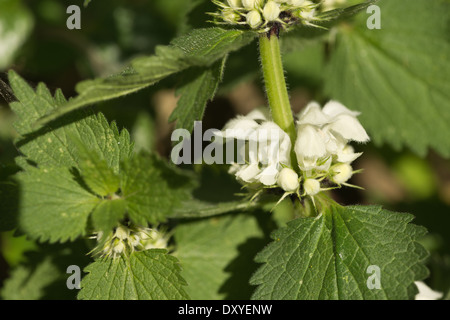 Patch di fioritura morti bianche di ortiche che mostra natura dolce di foglia e fiorisce in primavera Foto Stock