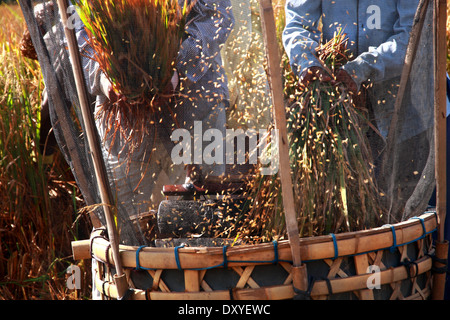 Gli agricoltori la trebbiatura del riso in legno e rete sul campo Foto Stock