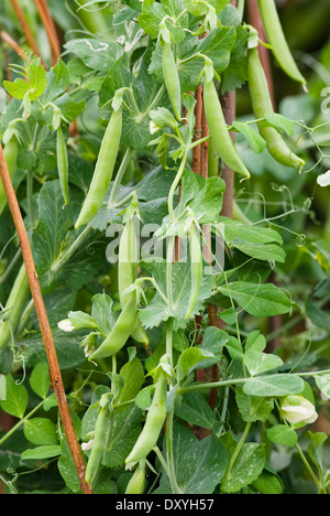 Pisum sativum, pisello. Luglio, l'estate. Vegetali. I Piselli di baccelli crescono su canne. Foto Stock