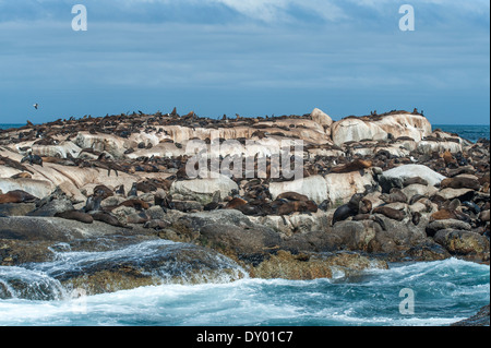 Brown Cape Foche (Arctocephalus pusillus) su Duiker Island, Hout Bay, Città del Capo Occidentale, Sud Africa Foto Stock