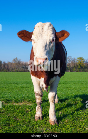 Bianco e Marrone di mucca su erba verde Foto Stock