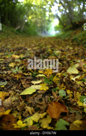 Autunno a basso angolo Drammatica fuoco stretta profondità di campo ridotta Foto Stock