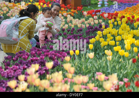 Zhengzhou, la Cina della Provincia di Henan. 2 Apr 2014. Vista turisti tulip fiori in un parco in Zhengzhou, capitale della Cina centrale della Provincia di Henan, 2 aprile 2014. Credito: Li Bo/Xinhua/Alamy Live News Foto Stock