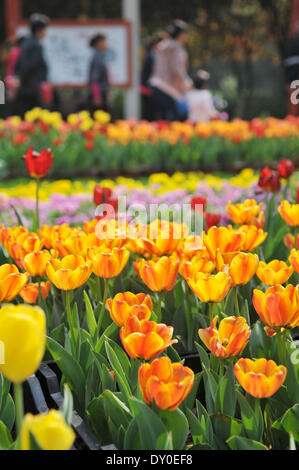 Zhengzhou, la Cina della Provincia di Henan. 2 Apr 2014. Tulip i fiori sono in fiore in un parco in Zhengzhou, capitale della Cina centrale della Provincia di Henan, 2 aprile 2014. Credito: Li Bo/Xinhua/Alamy Live News Foto Stock