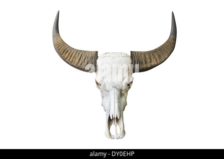 Buffalo animale testa cranio isolato su sfondo bianco Foto Stock