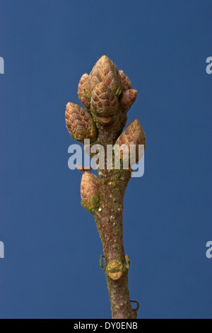 Farnia, querce, Bud, gemme, Stiel-Eiche, Stieleiche, Eiche, Knospe, Knospen, Quercus robur, Chêne commun Foto Stock