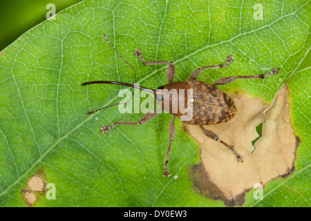 Acorn curculione, femmina, Eichelbohrer, Eichelrüssler, Eichelrüßler, Eichenbohrer, Weibchen, Curculio glandium, Curculio tesellatus Foto Stock