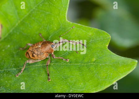 Acorn curculione, femmina, Eichelbohrer, Eichelrüssler, Eichelrüßler, Eichenbohrer, Weibchen, Curculio glandium, Curculio tesellatus Foto Stock