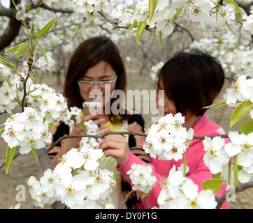 Shijiazhuang cinese nella provincia di Hebei. 2 Apr 2014. I turisti scattare foto di pera fiori in un giardino di pere al villaggio di Dongli in Gu'an County, a nord della Cina di nella provincia di Hebei, 2 aprile 2014. Credito: Wang Xiao/Xinhua/Alamy Live News Foto Stock