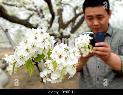 Shijiazhuang cinese nella provincia di Hebei. 2 Apr 2014. Un turista prende le immagini di pera fiori in un giardino di pere al villaggio di Dongli in Gu'an County, a nord della Cina di nella provincia di Hebei, 2 aprile 2014. Credito: Wang Xiao/Xinhua/Alamy Live News Foto Stock