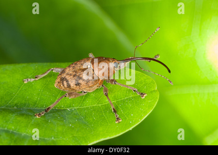 Acorn curculione, femmina, Eichelbohrer, Eichelrüssler, Eichelrüßler, Eichenbohrer, Weibchen, Curculio glandium, Curculio tesellatus Foto Stock